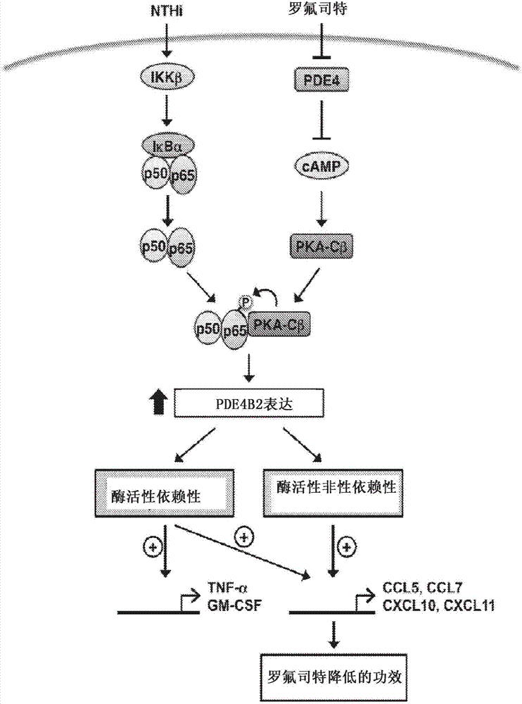 Compositions and methods for treating COPD and other inflammatory conditions
