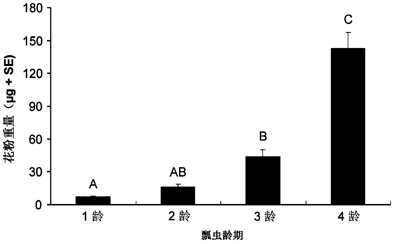 Method for detecting toxicity influence of stomach toxicity pesticides or transgene insecticidal protein to Propylaea japonica