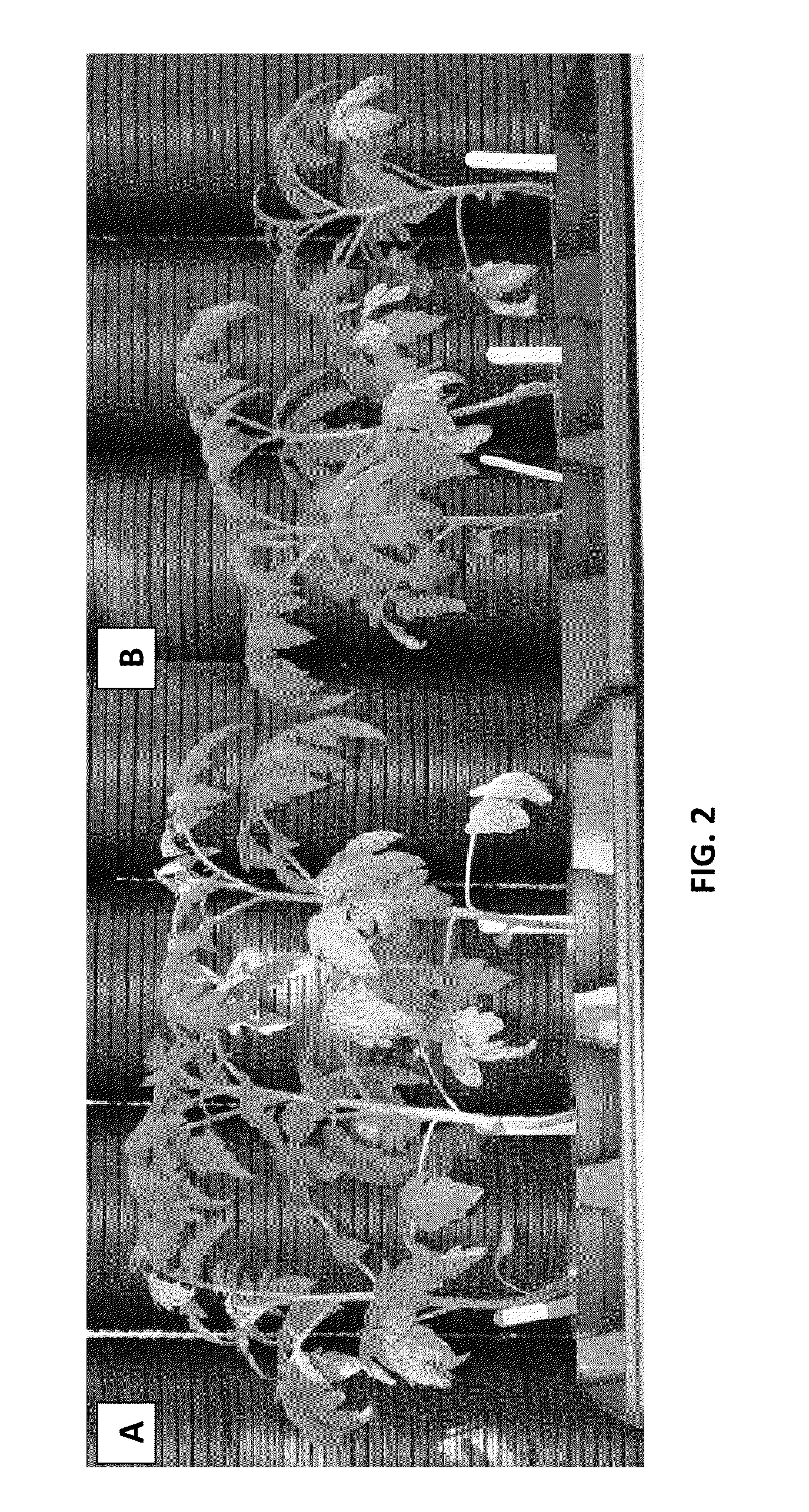 Planting matrices comprising bacillus spp. microorganisms for benefiting plant growth