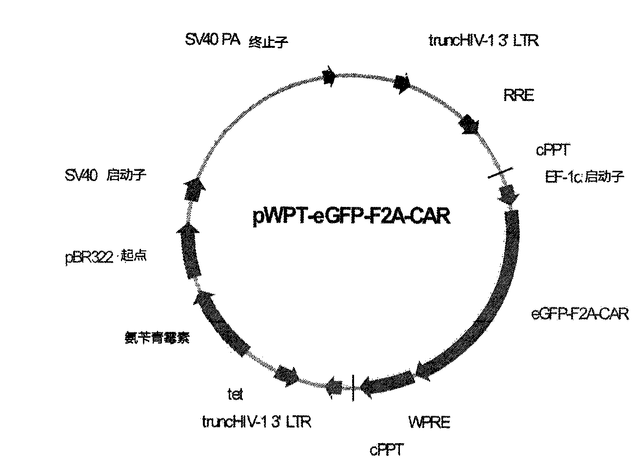 Nucleic acid for coding chimeric antigen receptor protein and T lymphocyte for expression of chimeric antigen receptor protein