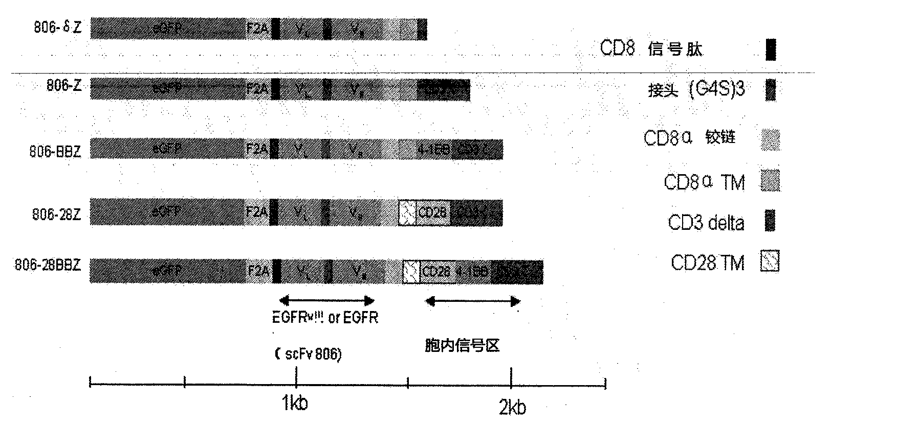 Nucleic acid for coding chimeric antigen receptor protein and T lymphocyte for expression of chimeric antigen receptor protein