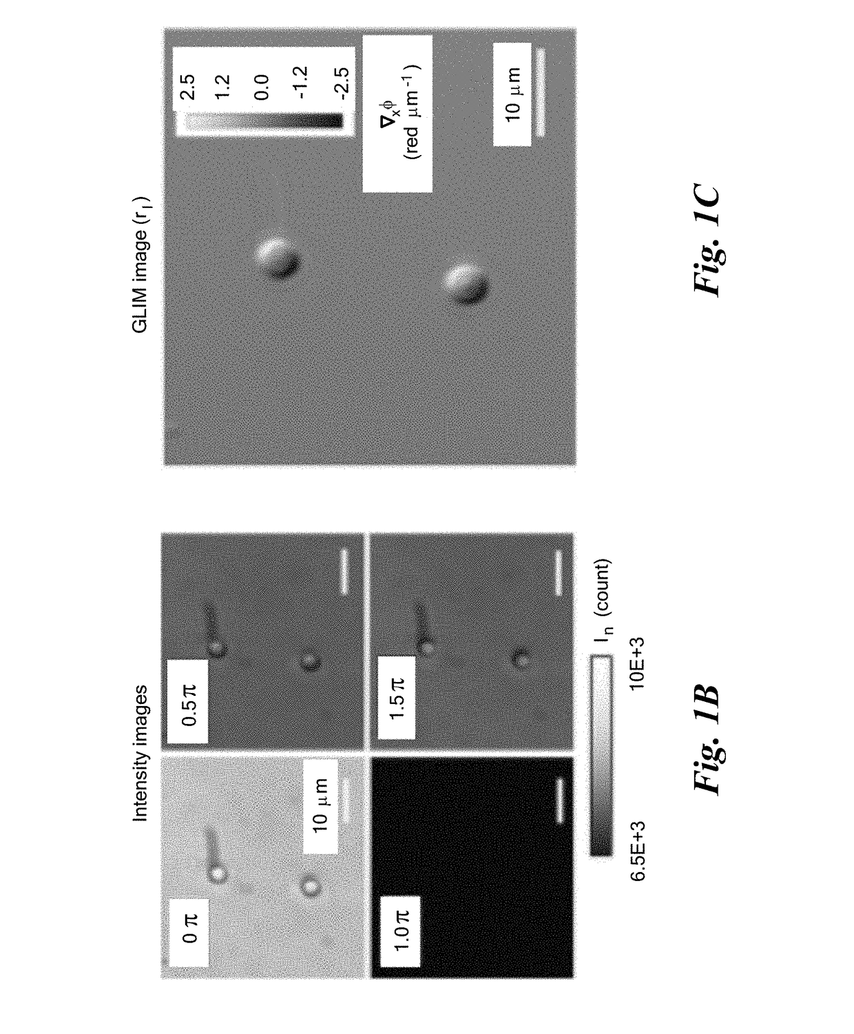 Gradient Light Interference Microscopy for 3D Imaging of Unlabeled Specimens