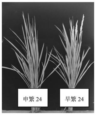 Efficient japonica hybrid rice selective-breeding method capable of reducing seed production cost