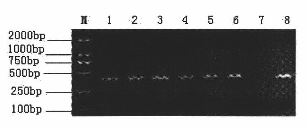 Method for storing monochamus alternatus hope sample and method for fast detecting bursaphelenchus xylophilus therein