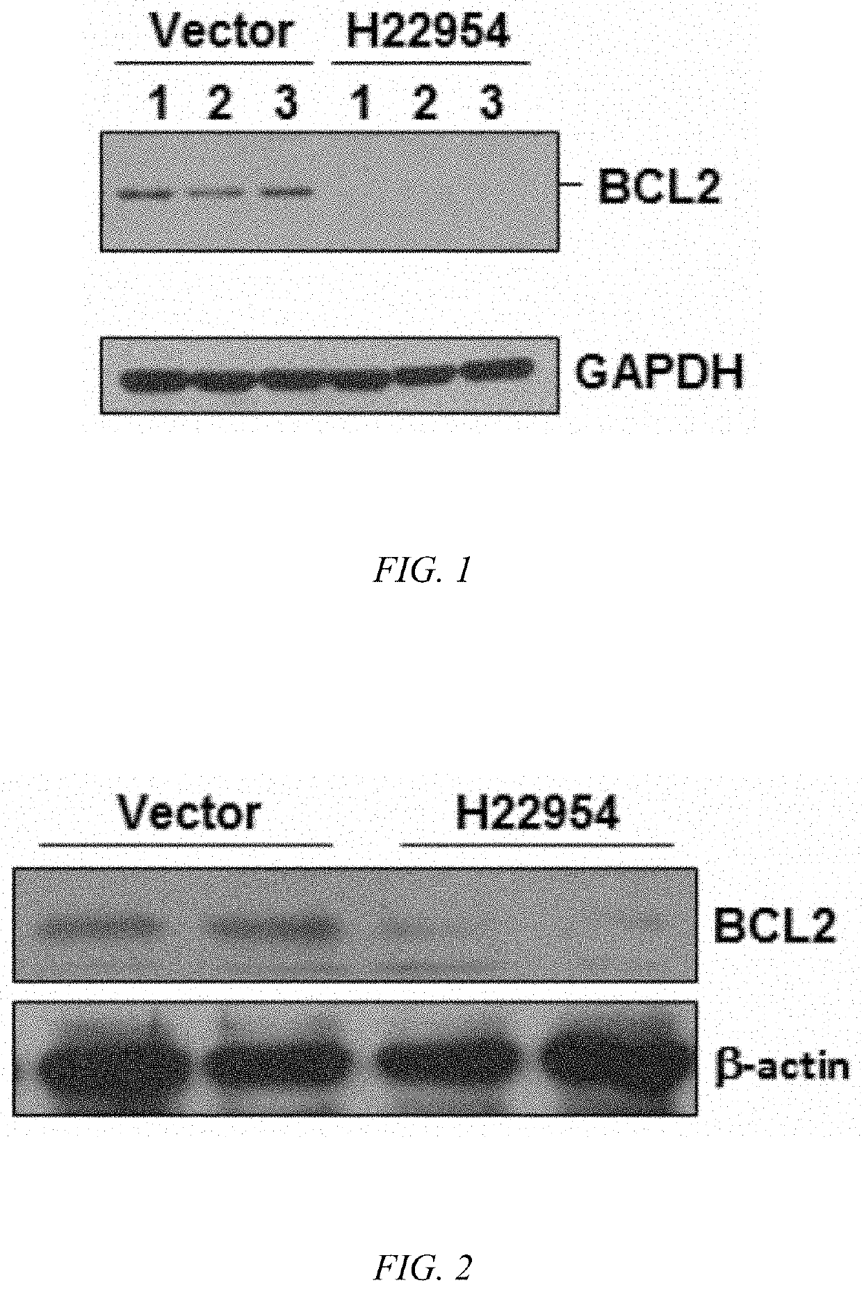 Long-chain non-coding RNA based bcl2 gene inhibitor