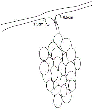 Grape vine preservation method