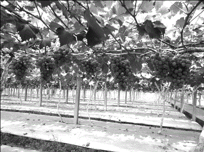 Grape vine preservation method