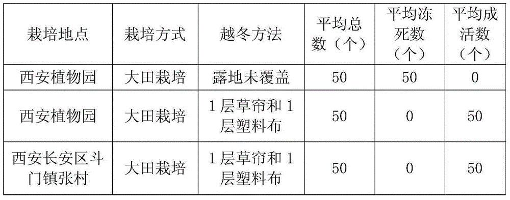 Field human assistance overwintering method for barbadoslily