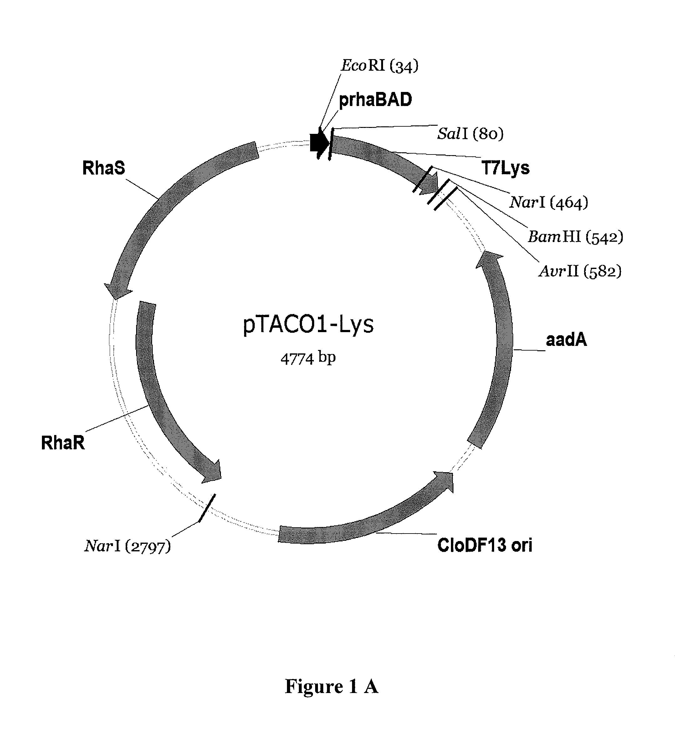 Expression system for proteins