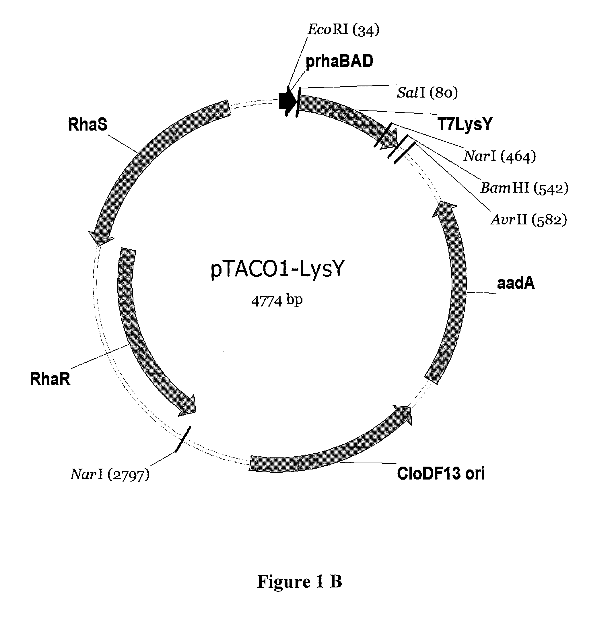 Expression system for proteins