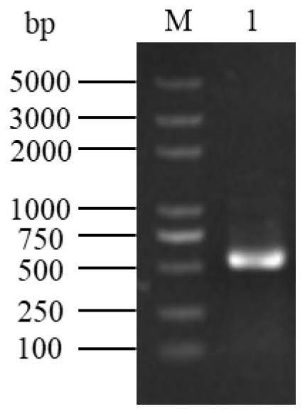 Penetratin-hSOD1 with transmembrane function as well as preparation method and application of Penetratin-hSOD1