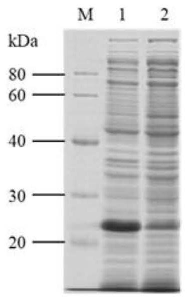 Penetratin-hSOD1 with transmembrane function as well as preparation method and application of Penetratin-hSOD1