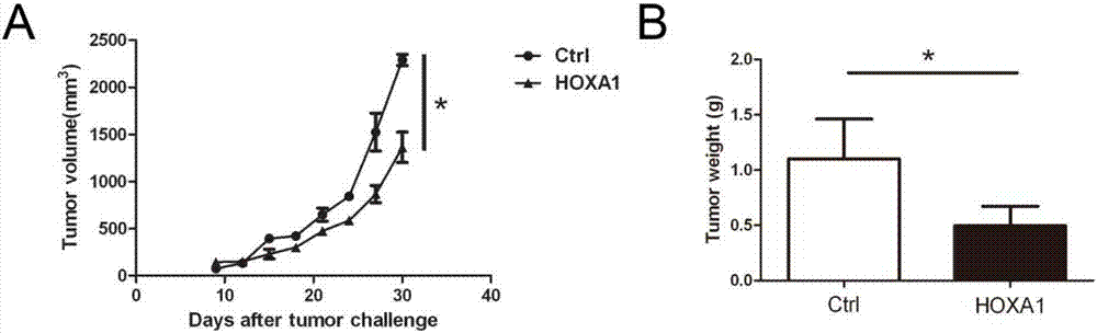 Application of HOXA1 in preparation of antitumor drug