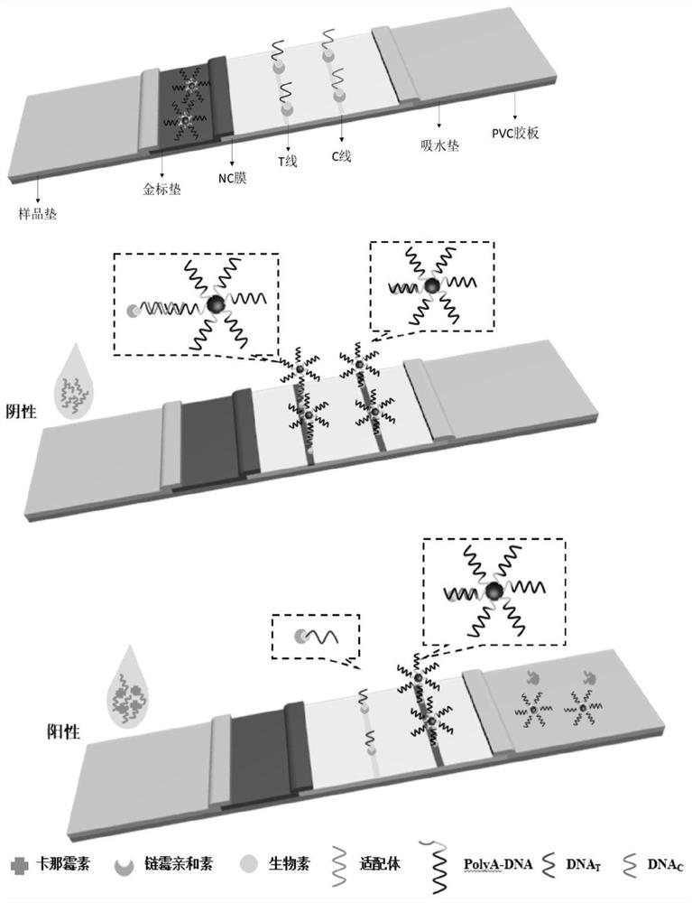 Aptamer colloidal gold lateral chromatography test paper for detecting kanamycin