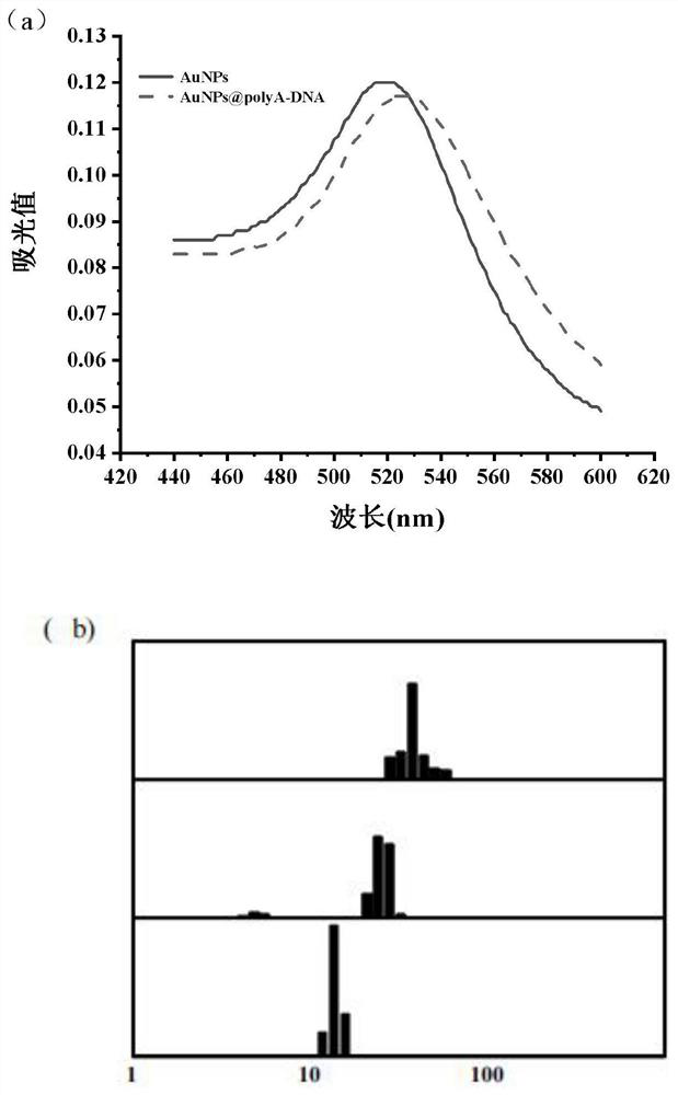 Aptamer colloidal gold lateral chromatography test paper for detecting kanamycin