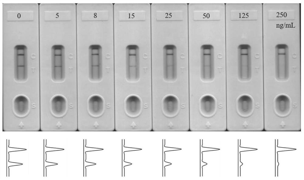 Aptamer colloidal gold lateral chromatography test paper for detecting kanamycin