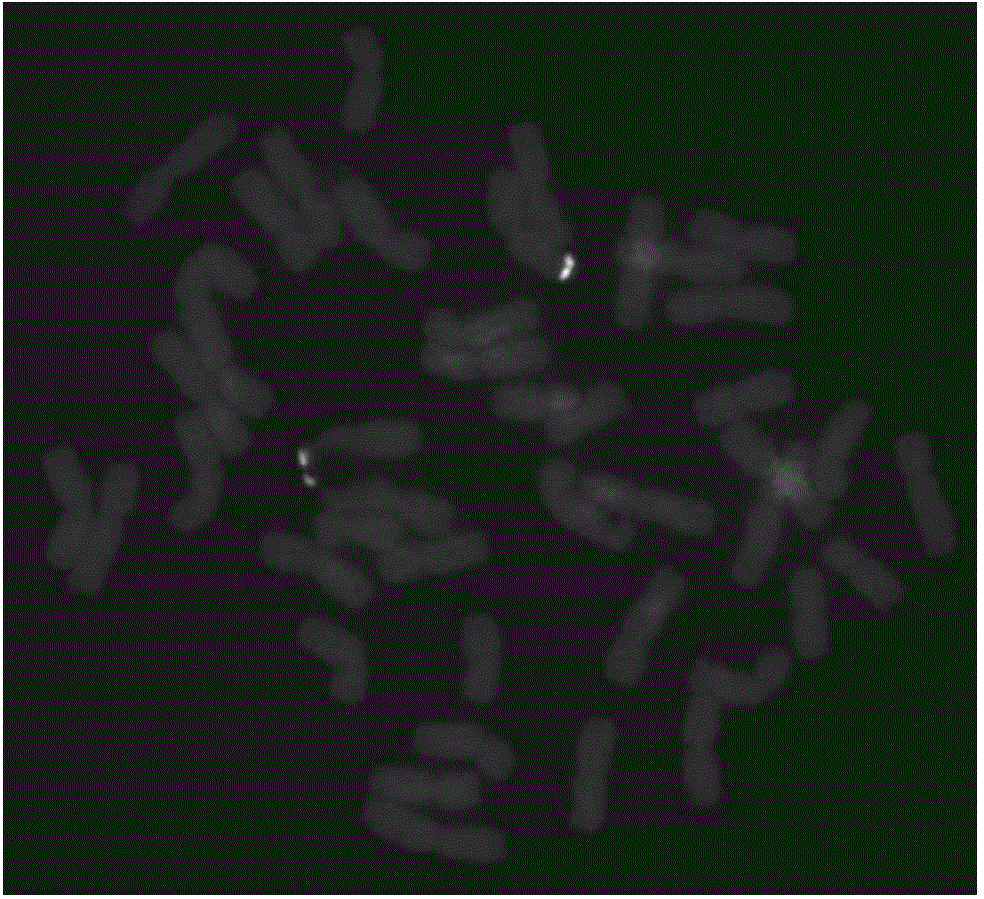 Agropyron cristatum chromosome end portion specific tandem repeat sequence and application thereof