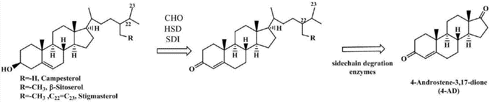 Defective mycobacterium and method for preparation of dehydroepiandrosterone from the same