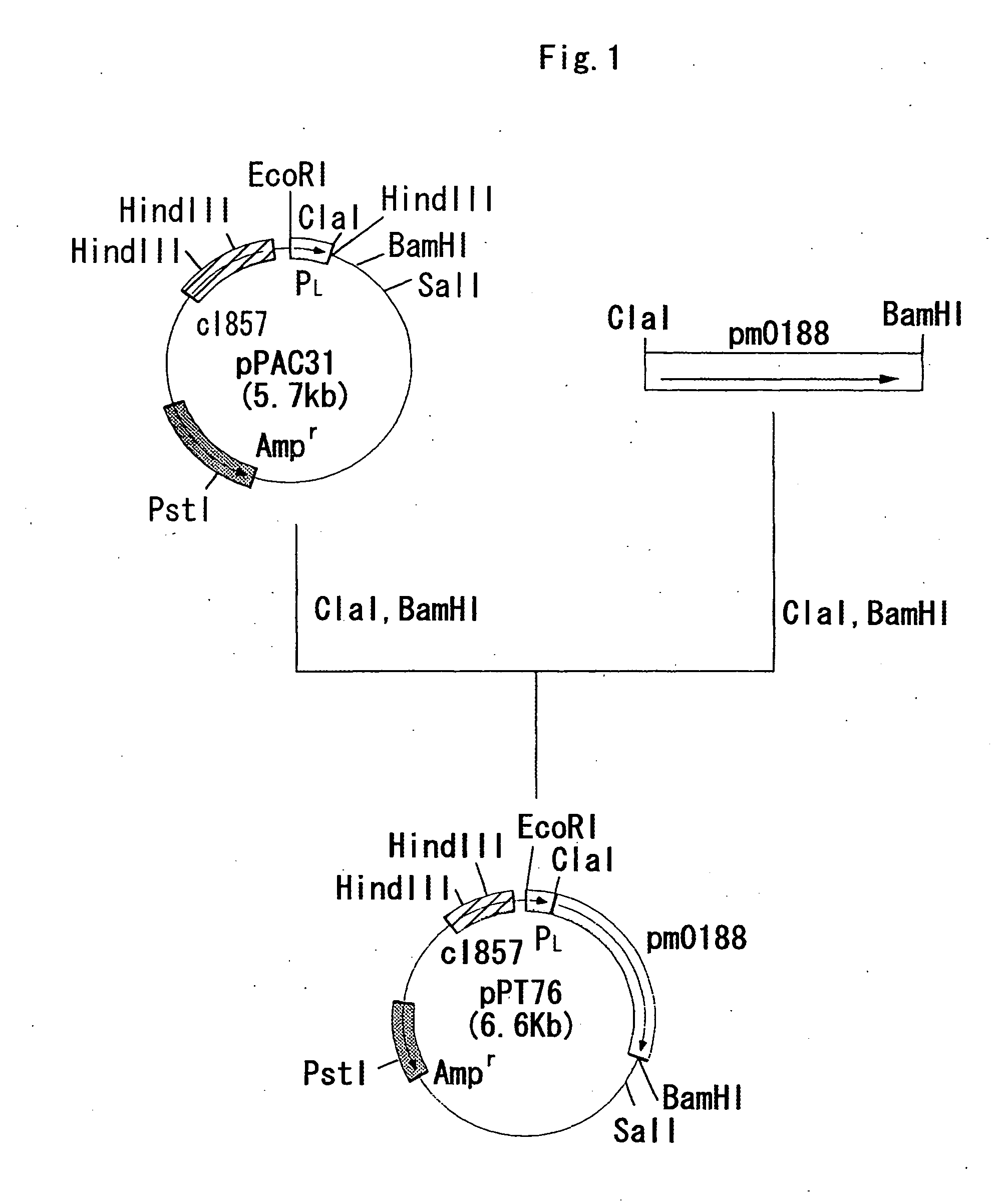Process for producing alpha 2,3/ alpha 2,8-sialyltransferase and sialic acid-containing complex sugar