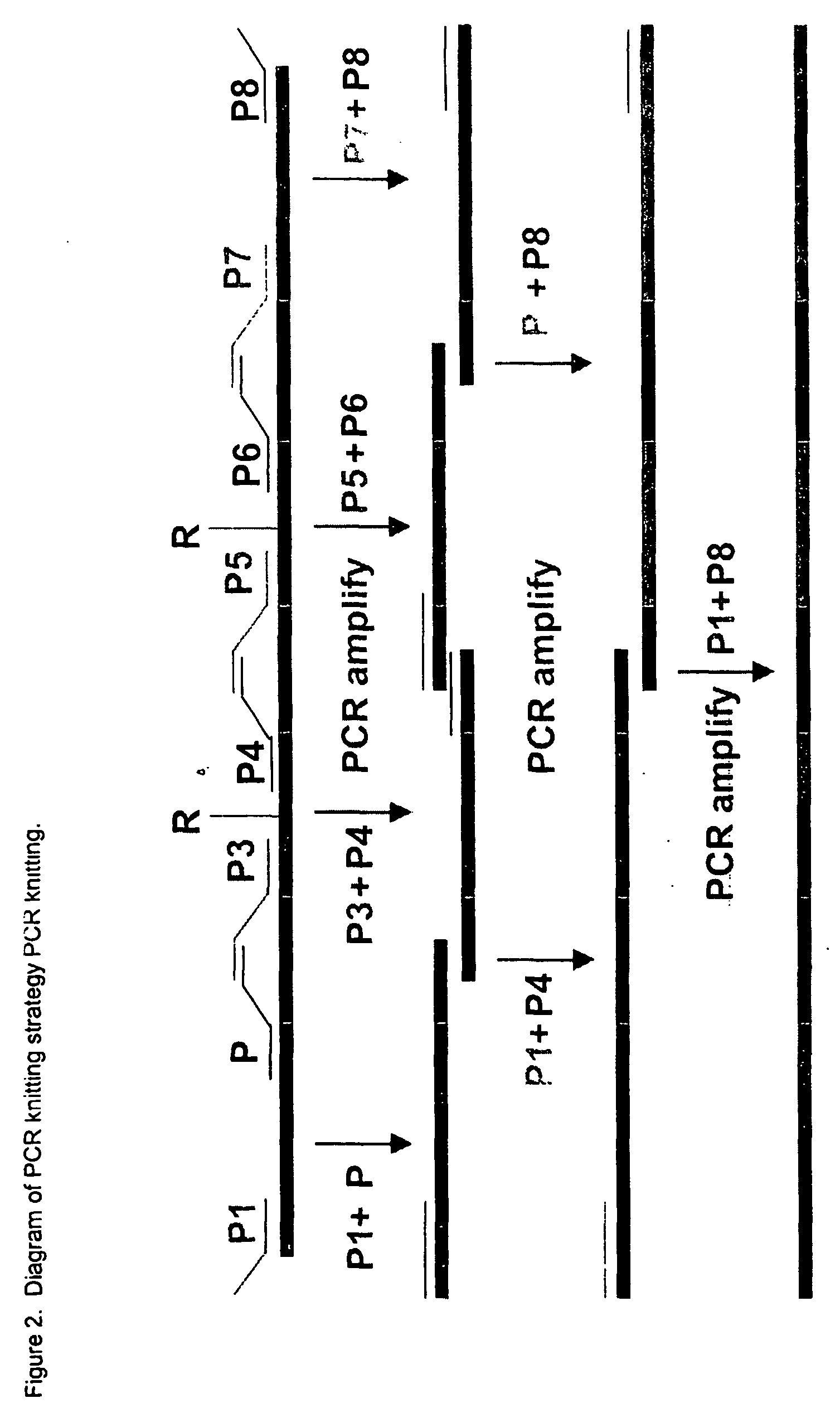 Thrombopoietin(tpo) synthebody for stimulation of platelet production