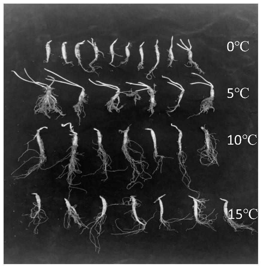 Seedling raising method for Pseudostellaria heterophylla in plant factory