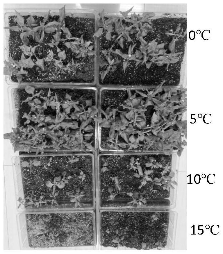 Seedling raising method for Pseudostellaria heterophylla in plant factory