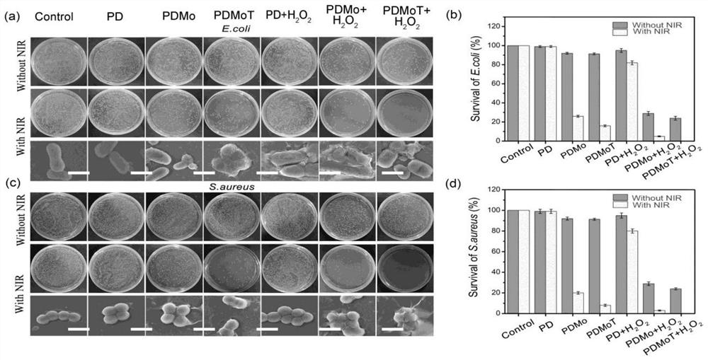 A method for preparing iron tannate coordination modified molybdenum disulfide hydrogel dressing