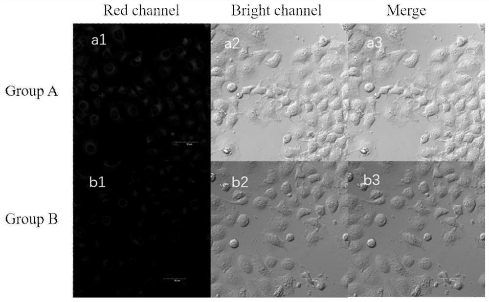 A kind of red fluorescent protein two-photon photosensitizing dye and its preparation method and application