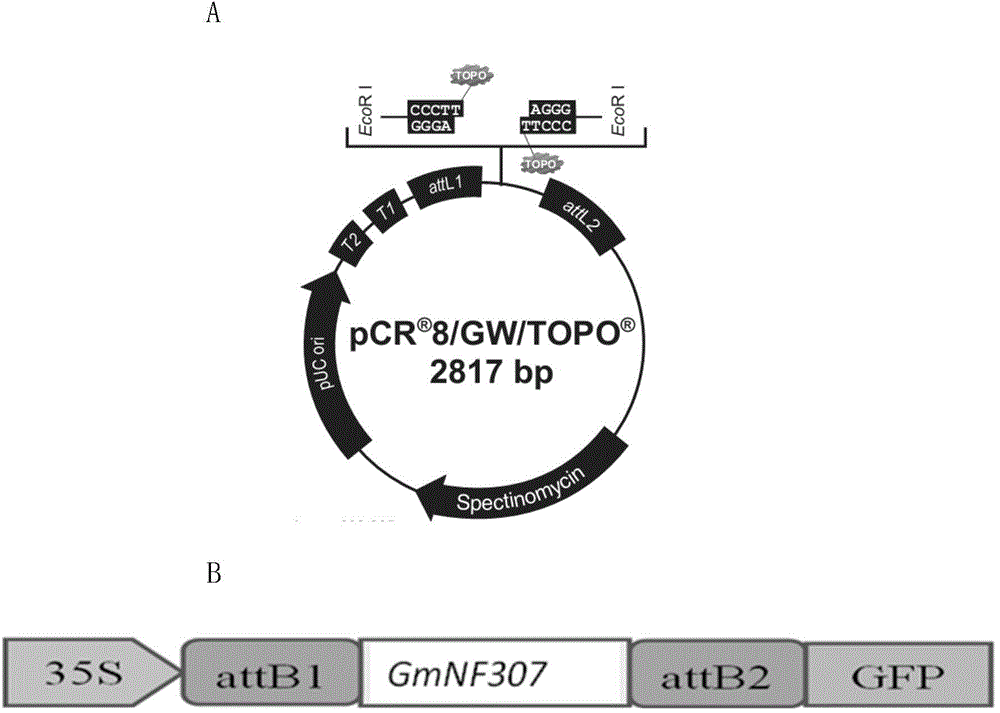 Applications of grease metabolism related protein GmNF307 in plant grease metabolism regulation