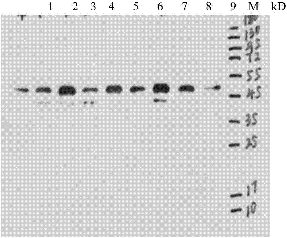 Determination method of effective antigen contents of infectious spleen and kidney necrosis virus inactivated vaccine and kit