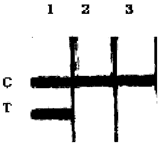 Lateral flow test paper strip detection kit for detection of rabbit source components in food and feed and application thereof