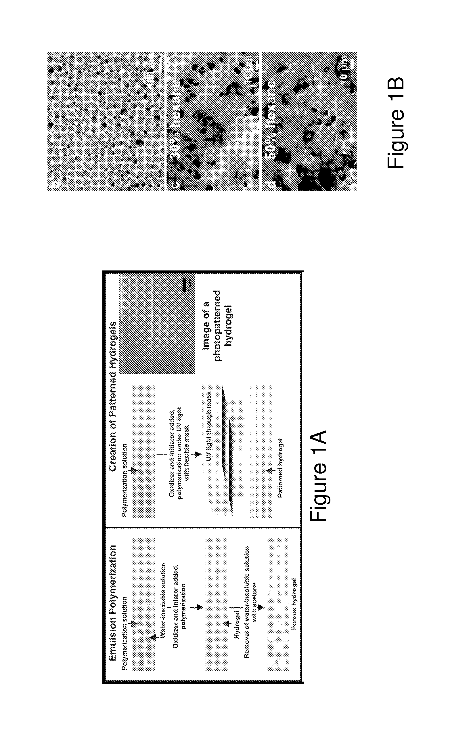 Porous electroactive hydrogels and uses thereof