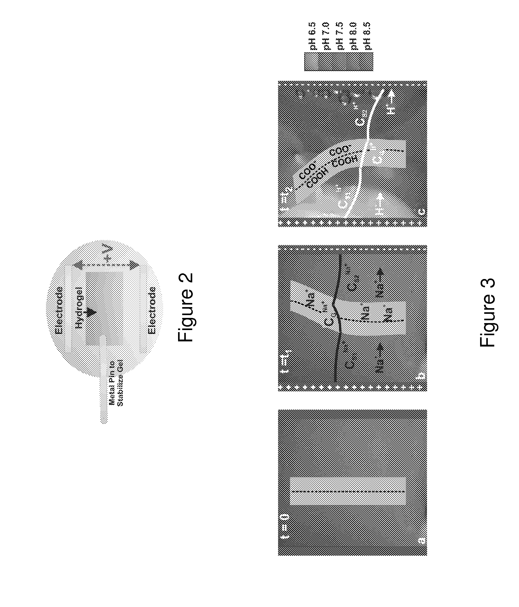 Porous electroactive hydrogels and uses thereof