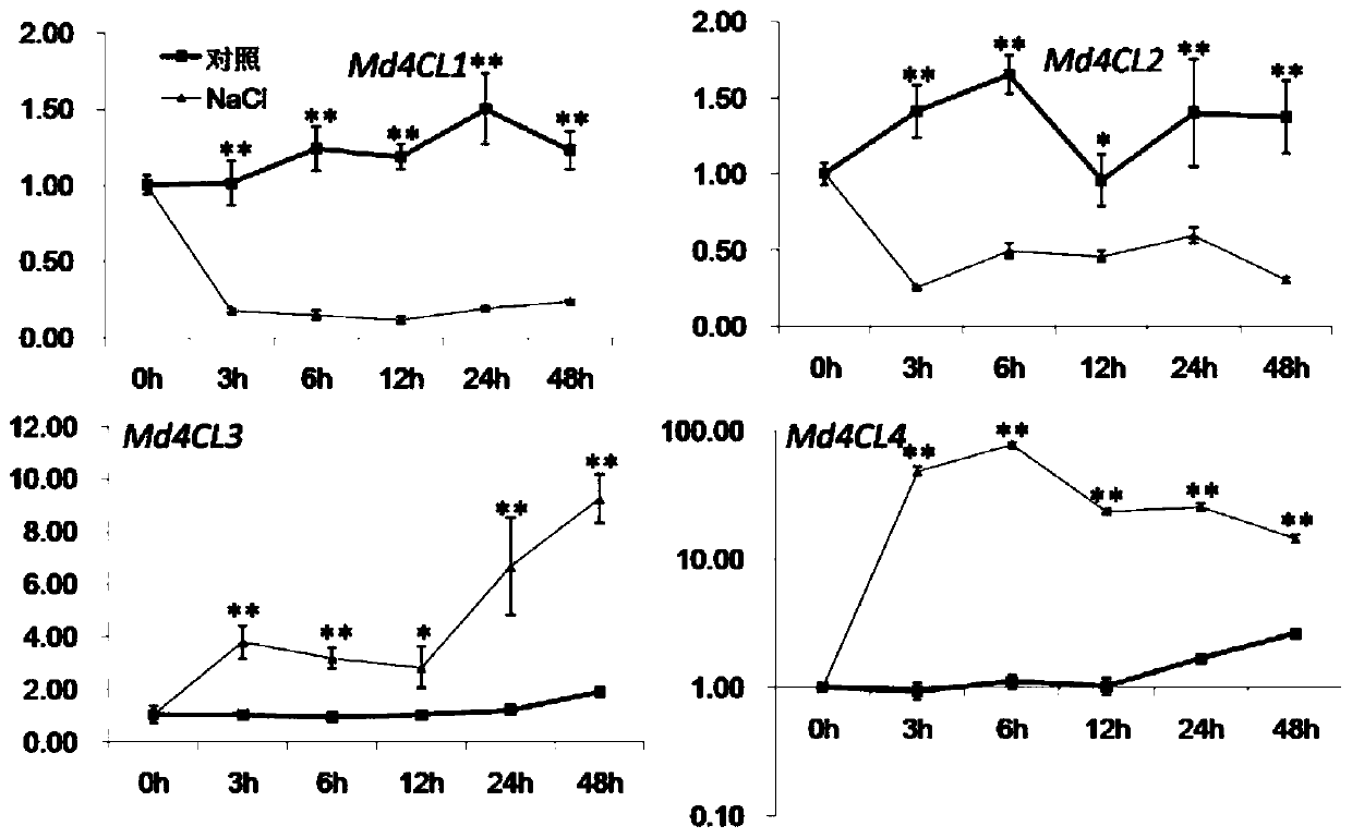 Malus domestica 4-coumaric acid: coenzyme A ligase 4 gene and encoding protein and application thereof