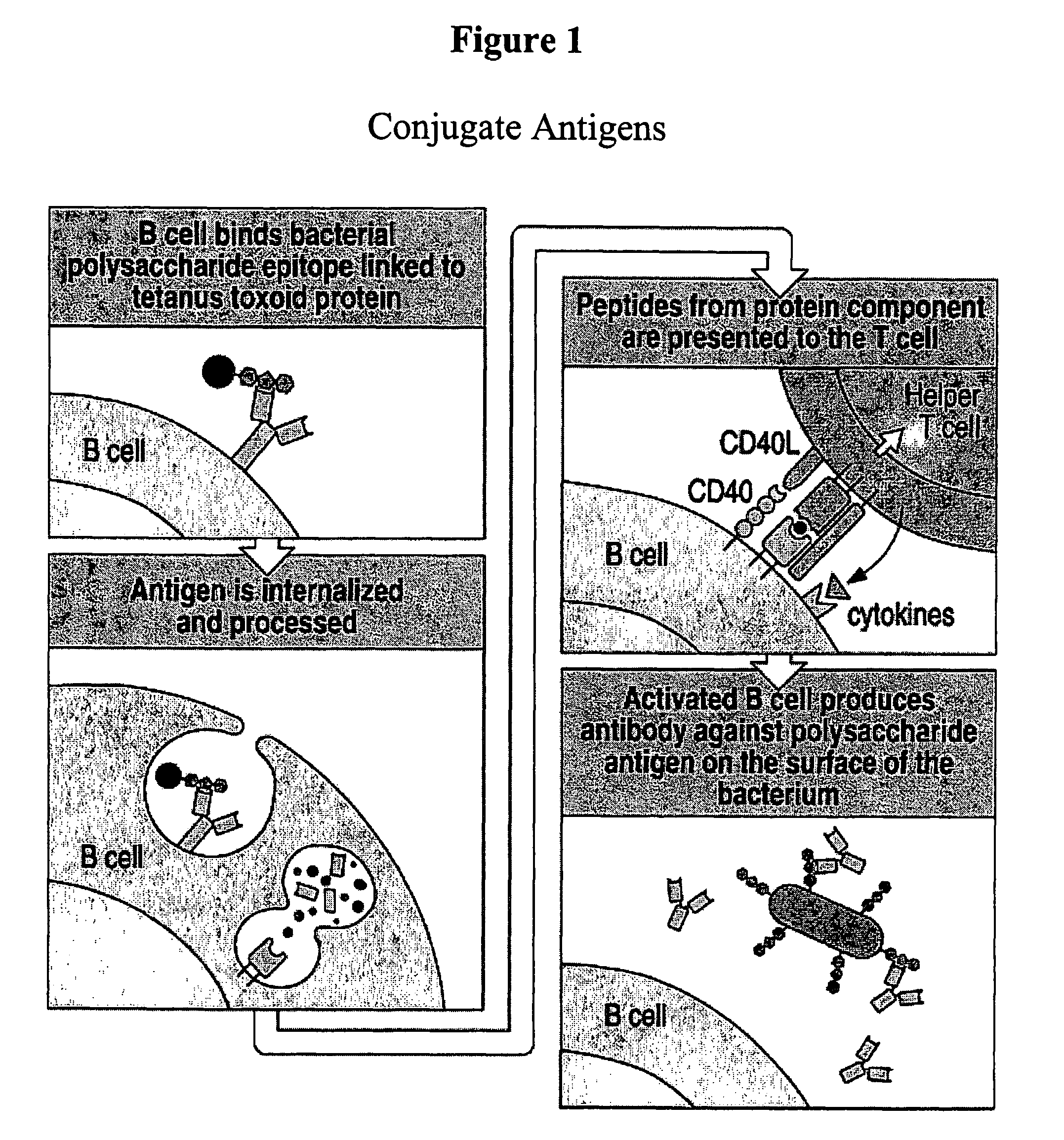 Protein matrix vaccines and methods of making and administering such vaccines