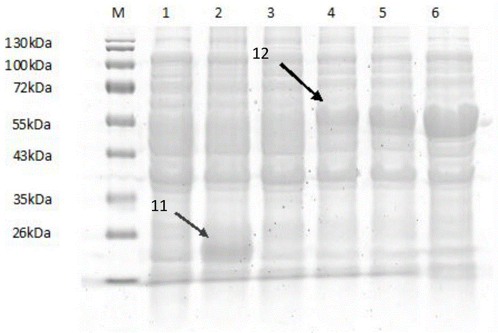 Coding sequences and applications of isatis indigotica fortune pinoresinol reductase protein