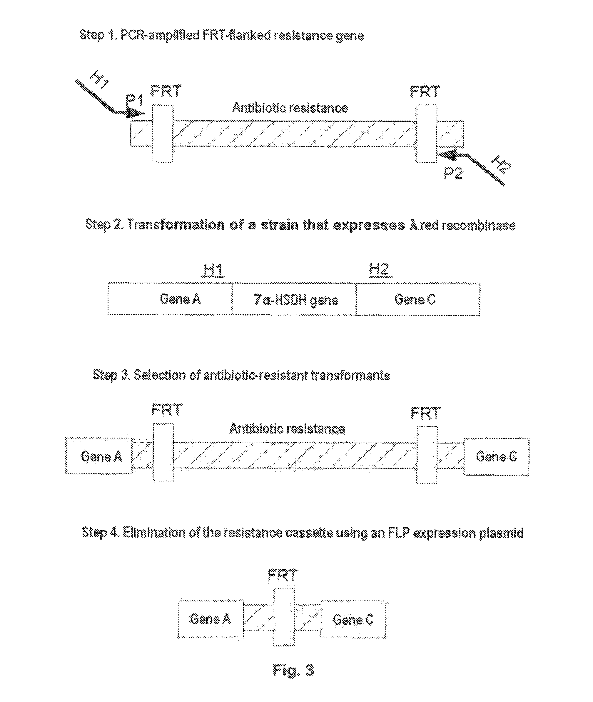 7 α-hydroxysteroid dehydrogenase knockout mutants and use therefor