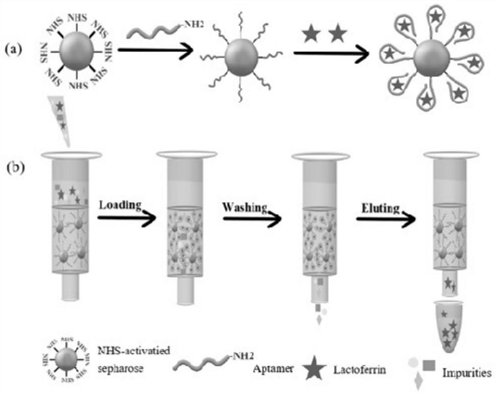 Lactoferrin aptamer affinity column and its preparation method and application