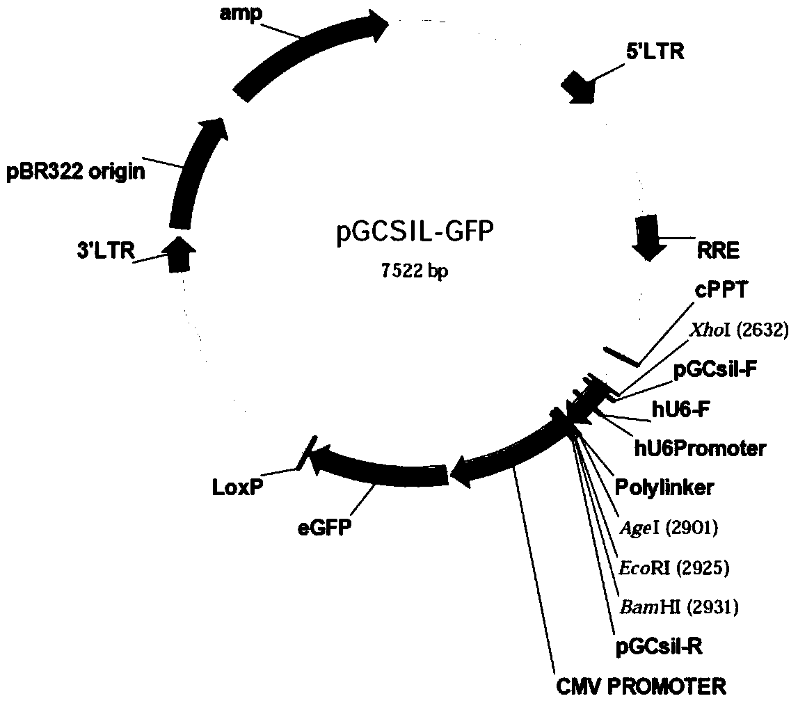 Use of human gtpbp4 gene and related medicines