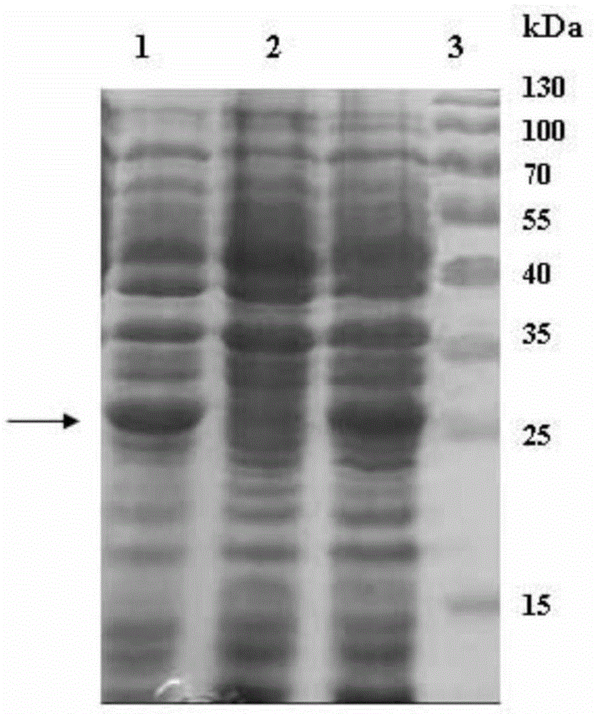 Engineering strain producing anti-fungal protein genes and application