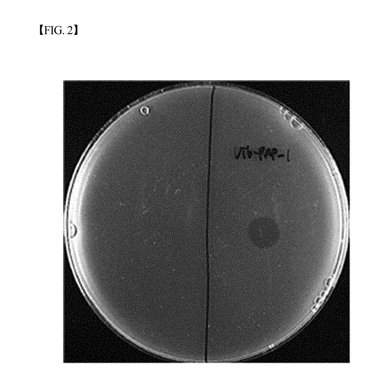 Novel vibrio parahaemolyticus bacteriophage vib-pap-1 and use thereof for inhibiting proliferation of vibrio parahaemolyticus