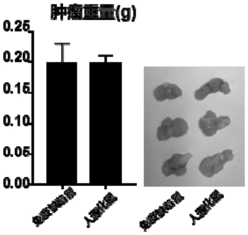 A kind of construction humanized mouse tumor model and its preparation method and application