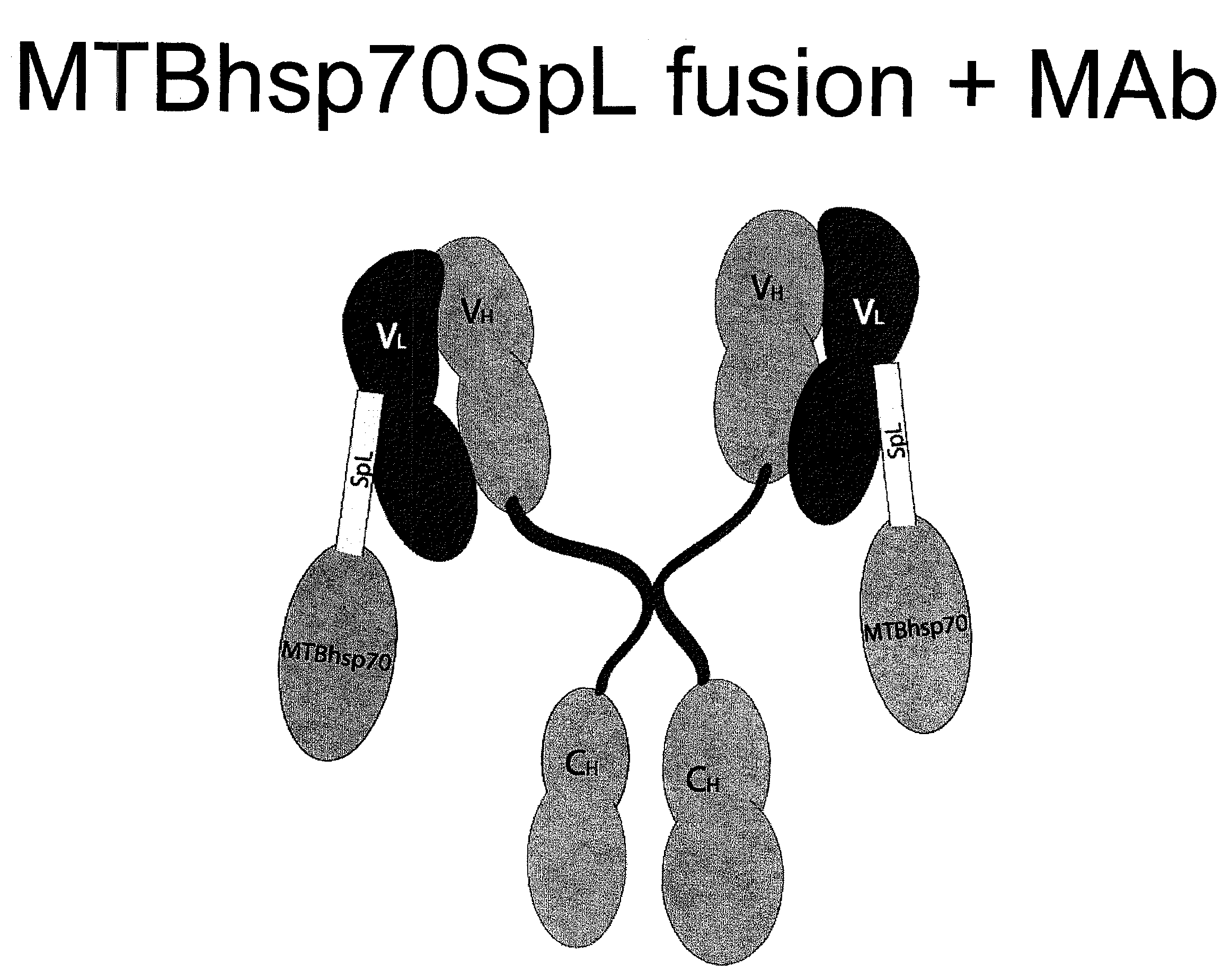 Engineered Antibody-Stress Protein Fusions