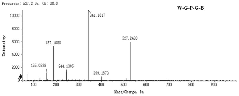 Tortoise small peptide as well as preparation method and application thereof