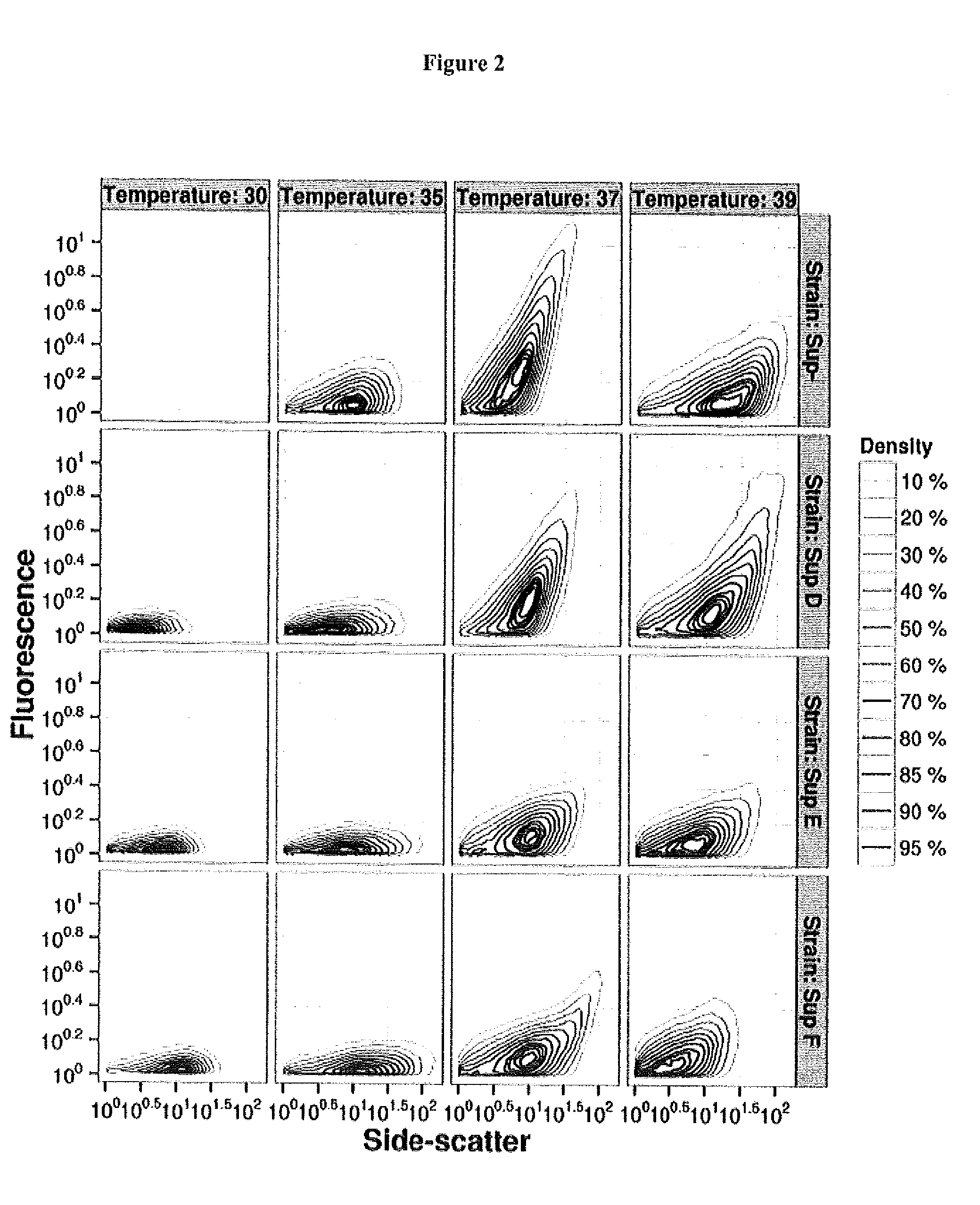 Phage display system