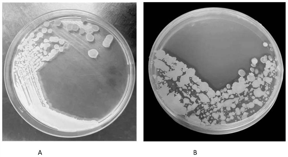 Microbial composition for synergistically degrading cyanophenyl herbicides and microbial agent produced from microbial composition