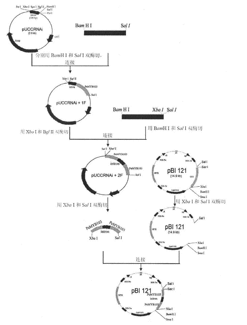 MYB (Myeloblastosis) gene PeMYB103 (Petal Epidermis Myeloblastosis 103) related to Euramerican populus anther development and RNAi (Ribose Nucleic Acid interfere) vector thereof