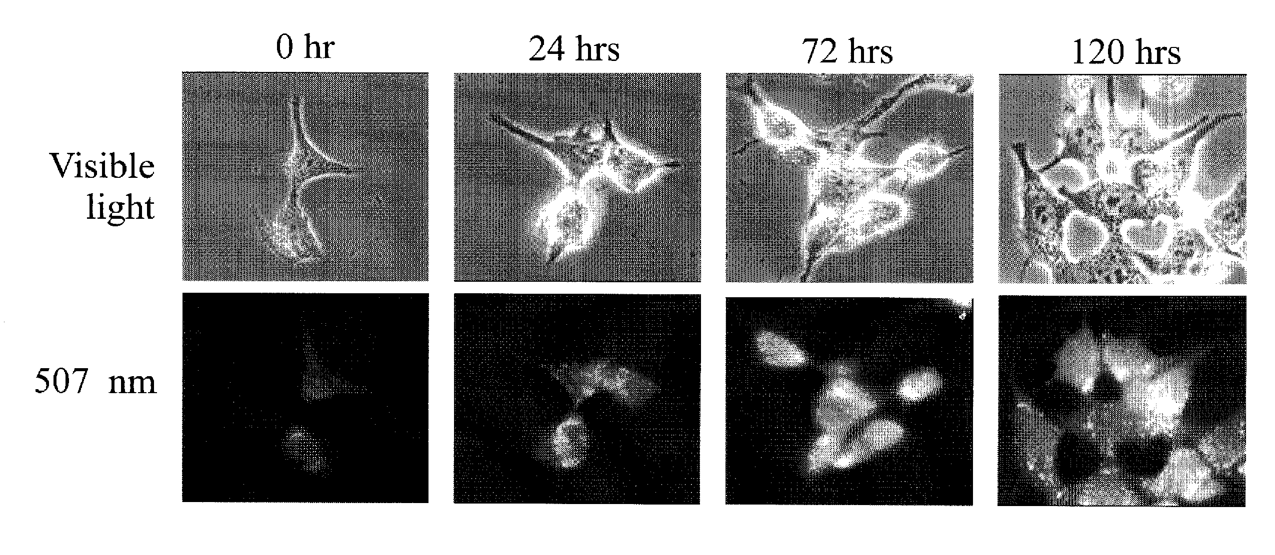 Three-component gene expression reporting system for mammalian cells and applications of the same