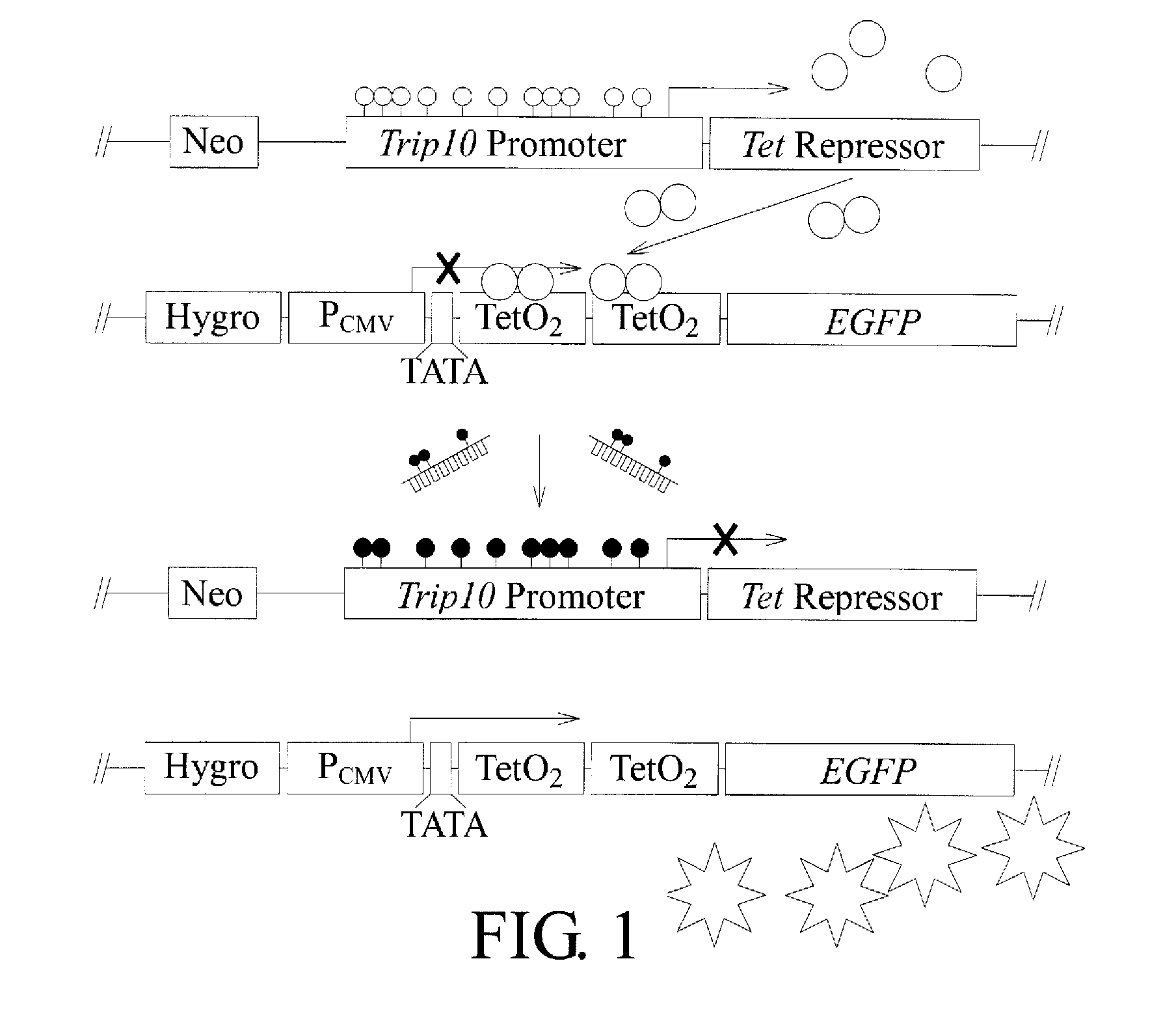 Three-component gene expression reporting system for mammalian cells and applications of the same