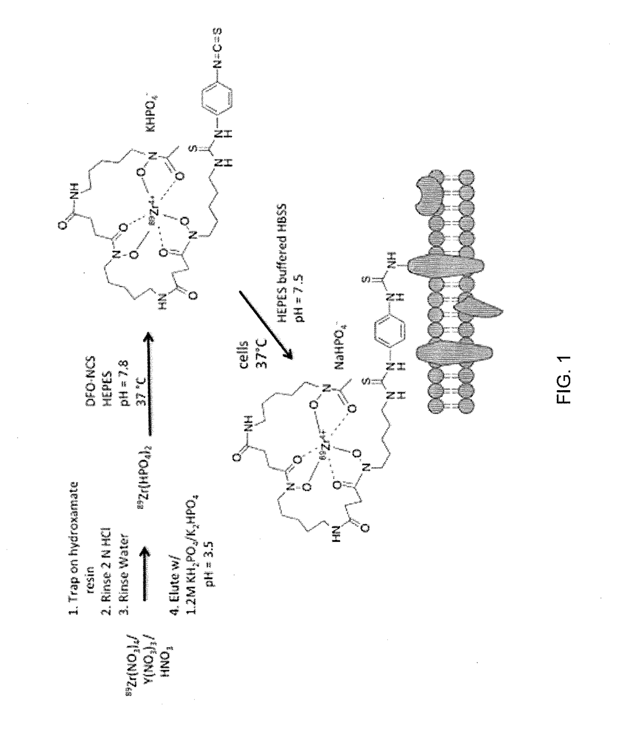 Methods for cell labeling and medical imaging